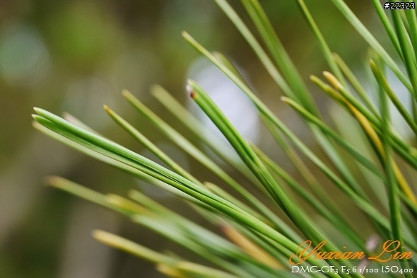 GF3 +14-42 45微 隨手拍~(實拍圖多) GF3 +14-42 45微 隨手拍~(實拍圖多)