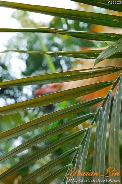 GF3 +14-42 45微 隨手拍~(實拍圖多) GF3 +14-42 45微 隨手拍~(實拍圖多)