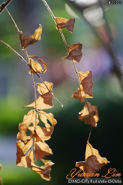 GF3 +14-42 45微 隨手拍~(實拍圖多) GF3 +14-42 45微 隨手拍~(實拍圖多)