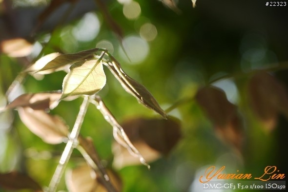 GF3 +14-42 45微 隨手拍~(實拍圖多) GF3 +14-42 45微 隨手拍~(實拍圖多)