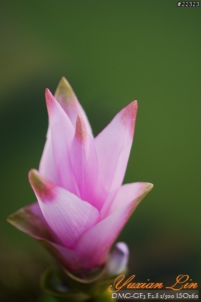 GF3 +14-42 45微 隨手拍~(實拍圖多) GF3 +14-42 45微 隨手拍~(實拍圖多)