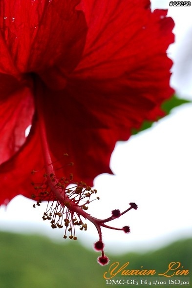 GF3 +14-42 45微 隨手拍~(實拍圖多) GF3 +14-42 45微 隨手拍~(實拍圖多)