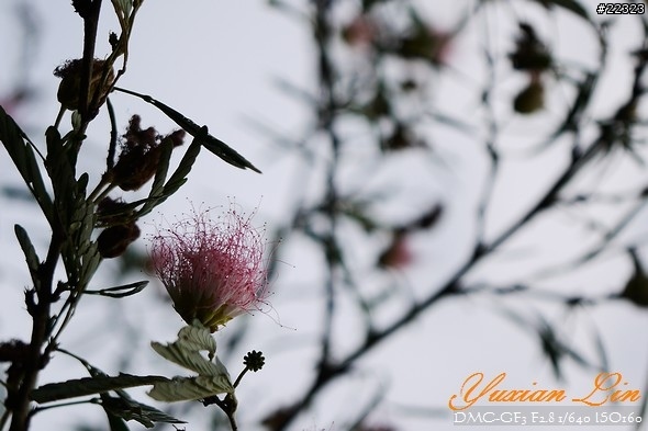 GF3 +14-42 45微 隨手拍~(實拍圖多) GF3 +14-42 45微 隨手拍~(實拍圖多)