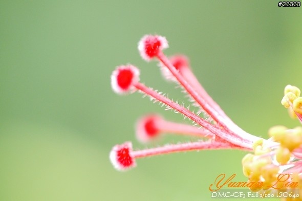 GF3 +14-42 45微 隨手拍~(實拍圖多) GF3 +14-42 45微 隨手拍~(實拍圖多)