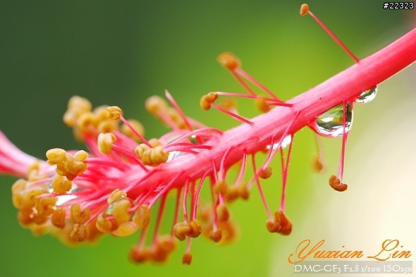 GF3 +14-42 45微 隨手拍~(實拍圖多) GF3 +14-42 45微 隨手拍~(實拍圖多)