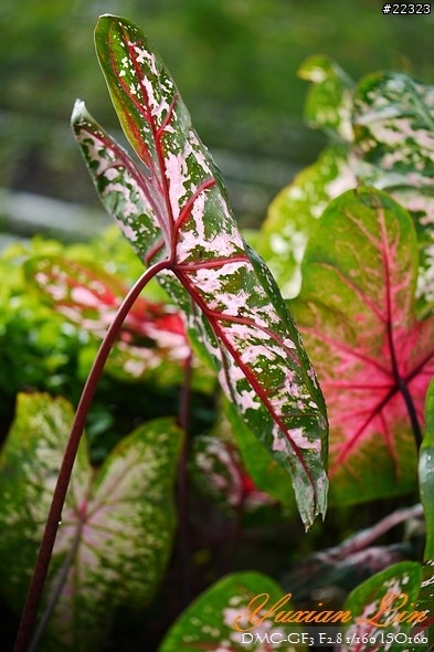 GF3 +14-42 45微 隨手拍~(實拍圖多) GF3 +14-42 45微 隨手拍~(實拍圖多)