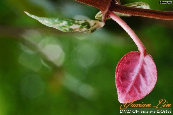 GF3 +14-42 45微 隨手拍~(實拍圖多) GF3 +14-42 45微 隨手拍~(實拍圖多)