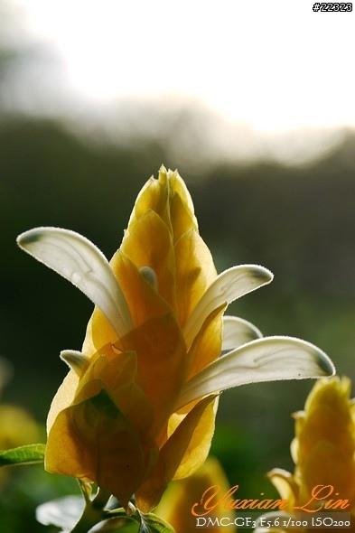 GF3 +14-42 45微 隨手拍~(實拍圖多) GF3 +14-42 45微 隨手拍~(實拍圖多)