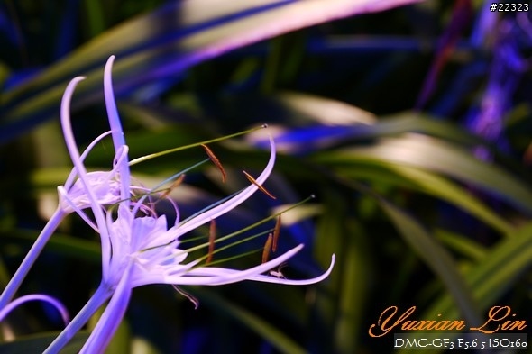 GF3 +14-42 45微 隨手拍~(實拍圖多) GF3 +14-42 45微 隨手拍~(實拍圖多)