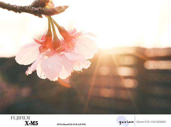 Fujifilm X-M5 小型APSC 口袋微單 - 四個 Fujifilm X-M5 小型APSC 口袋微單 - 四個