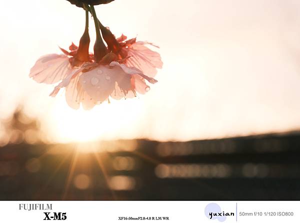 Fujifilm X-M5 小型APSC 口袋微單 - 四個 Fujifilm X-M5 小型APSC 口袋微單 - 四個