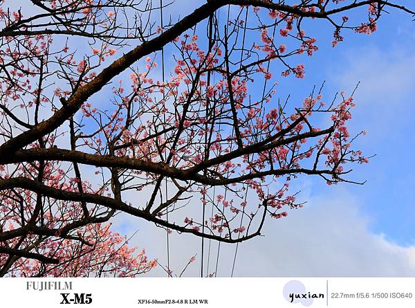 Fujifilm X-M5 小型APSC 口袋微單 - 四個 Fujifilm X-M5 小型APSC 口袋微單 - 四個