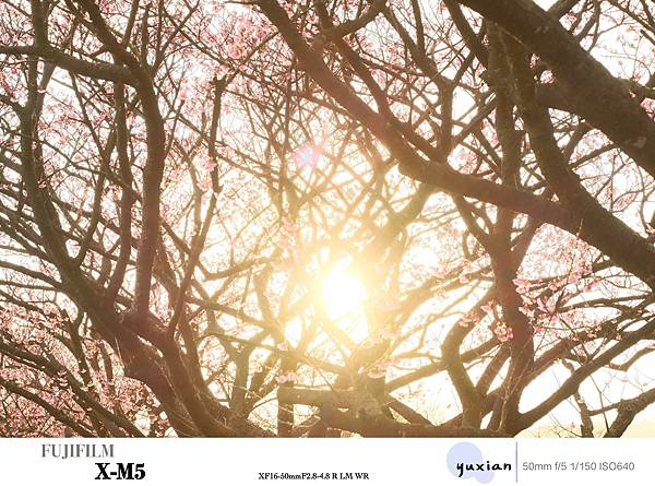 Fujifilm X-M5 小型APSC 口袋微單 - 四個 Fujifilm X-M5 小型APSC 口袋微單 - 四個