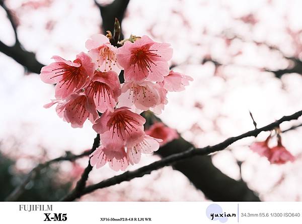 Fujifilm X-M5 小型APSC 口袋微單 - 四個 Fujifilm X-M5 小型APSC 口袋微單 - 四個