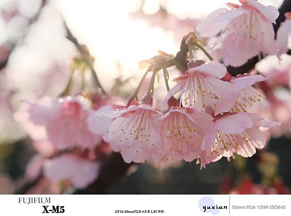 Fujifilm X-M5 小型APSC 口袋微單 - 四個 Fujifilm X-M5 小型APSC 口袋微單 - 四個