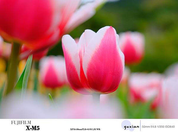 Fujifilm X-M5 小型APSC 口袋微單 - 四個 Fujifilm X-M5 小型APSC 口袋微單 - 四個