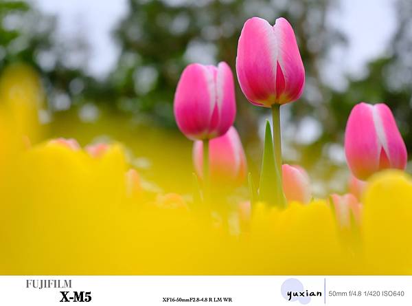 Fujifilm X-M5 小型APSC 口袋微單 - 四個 Fujifilm X-M5 小型APSC 口袋微單 - 四個