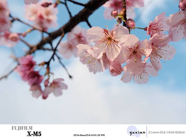 Fujifilm X-M5 小型APSC 口袋微單 - 四個 Fujifilm X-M5 小型APSC 口袋微單 - 四個