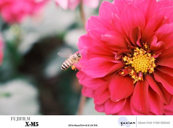 Fujifilm X-M5 小型APSC 口袋微單 - 四個 Fujifilm X-M5 小型APSC 口袋微單 - 四個