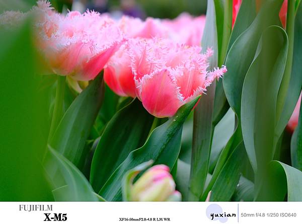 Fujifilm X-M5 小型APSC 口袋微單 - 四個 Fujifilm X-M5 小型APSC 口袋微單 - 四個