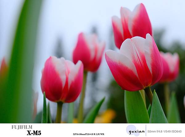 Fujifilm X-M5 小型APSC 口袋微單 - 四個 Fujifilm X-M5 小型APSC 口袋微單 - 四個