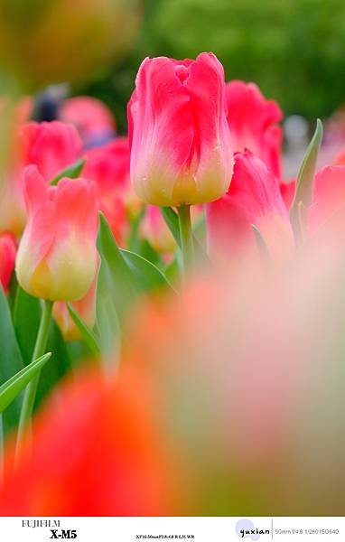 Fujifilm X-M5 小型APSC 口袋微單 - 四個 Fujifilm X-M5 小型APSC 口袋微單 - 四個