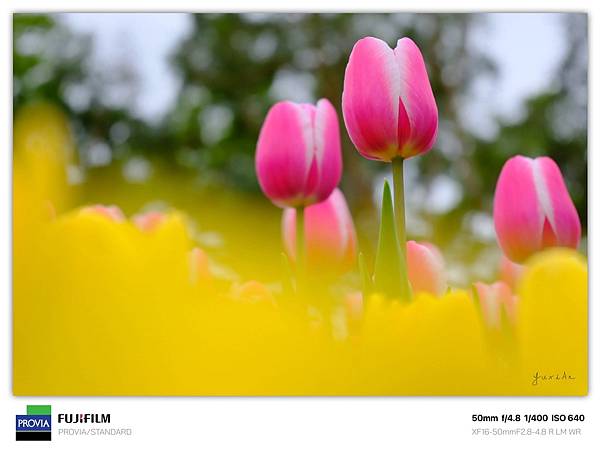 Fujifilm X-M5 小型APSC 口袋微單 - 四個 Fujifilm X-M5 小型APSC 口袋微單 - 四個