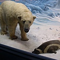 北極熊好可愛！