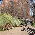 Christmas trees market? I hate it....樹屍體集散地？