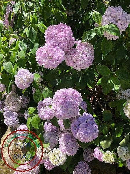 eZy Watermark_11-07-2020_20-02-18.jpg