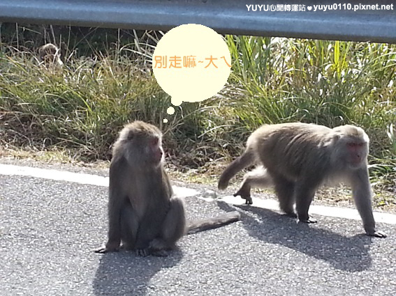 猴 猴
