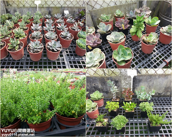 佳昌多肉5 佳昌多肉5