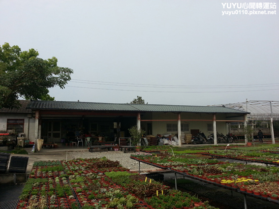 佳昌多肉6 佳昌多肉6