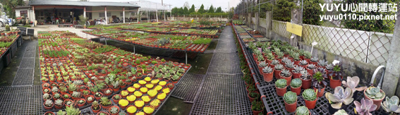 佳昌多肉7 佳昌多肉7