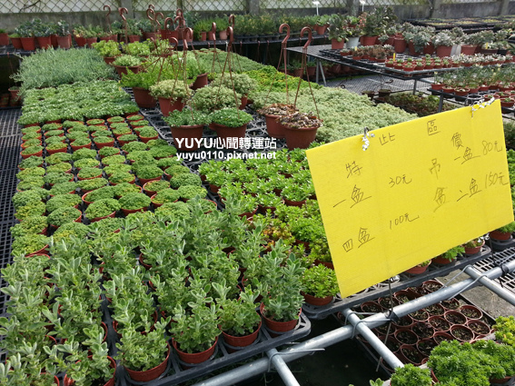 佳昌多肉8 佳昌多肉8