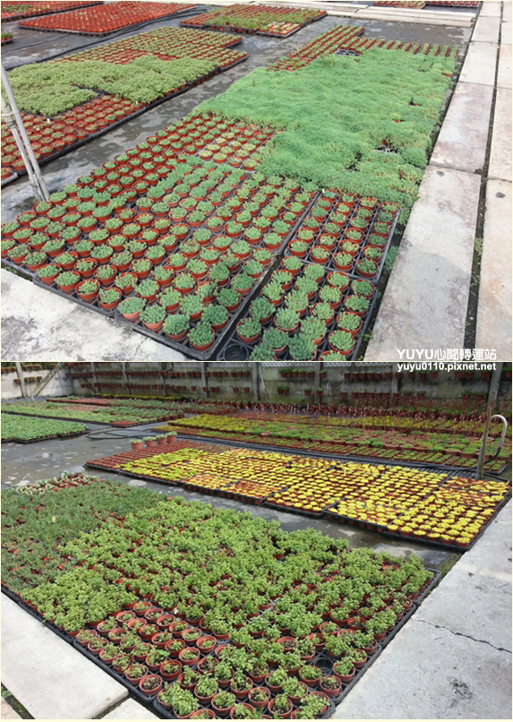 佳昌多肉9 佳昌多肉9