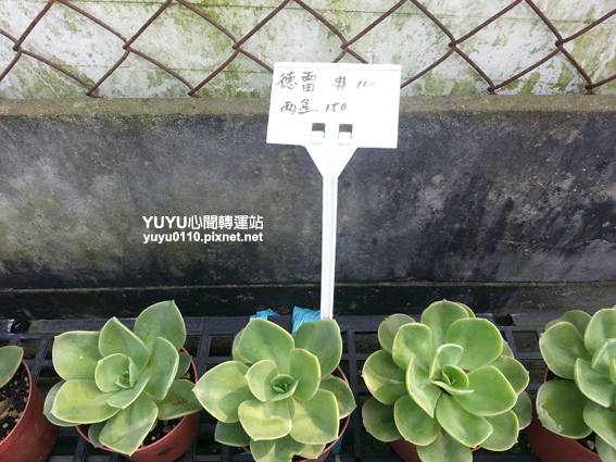 佳昌多肉11 佳昌多肉11