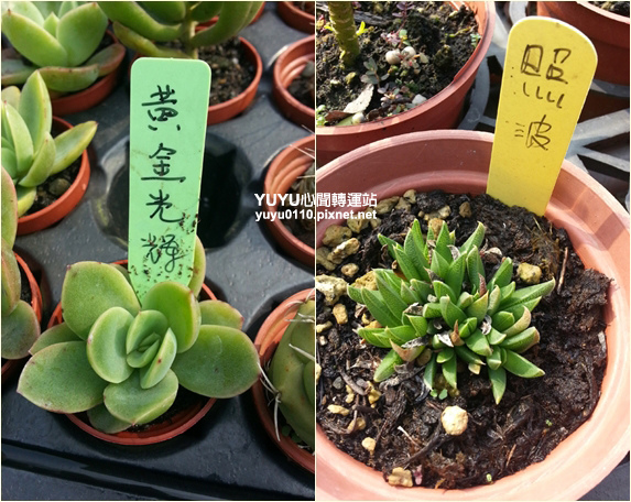 佳昌多肉12 佳昌多肉12