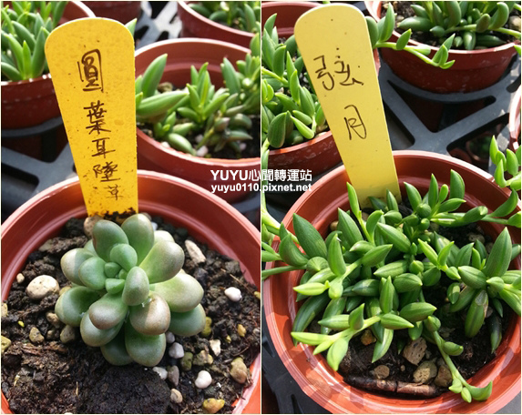 佳昌多肉13 佳昌多肉13