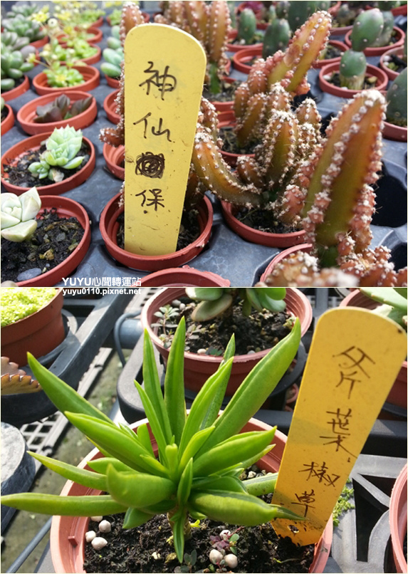 佳昌多肉14 佳昌多肉14