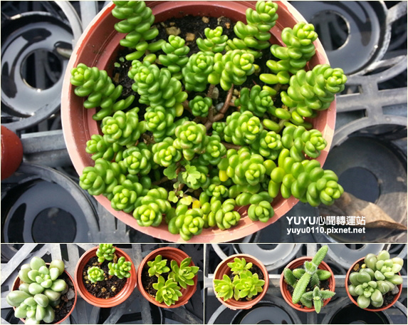 佳昌多肉15 佳昌多肉15