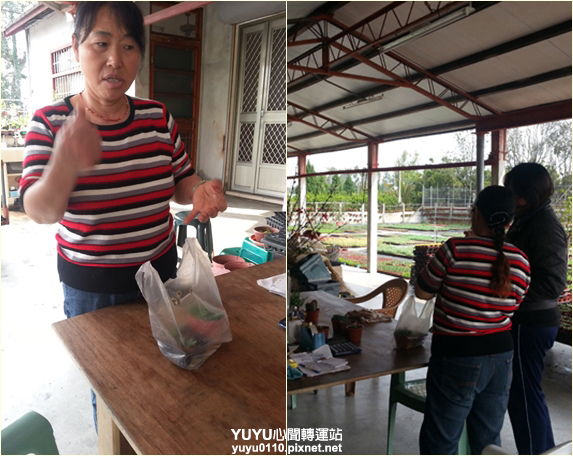 佳昌多肉16 佳昌多肉16