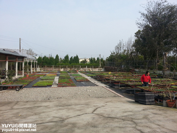 佳昌多肉17 佳昌多肉17