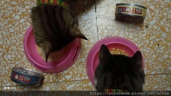陪心-貓罐13
