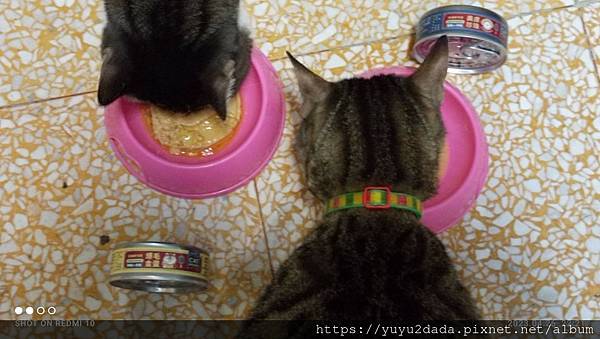 陪心-貓罐14