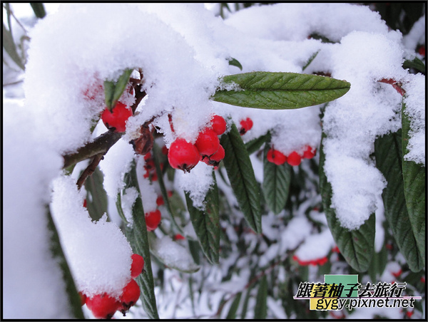 991125_溫哥華第二場積雪0067.jpg