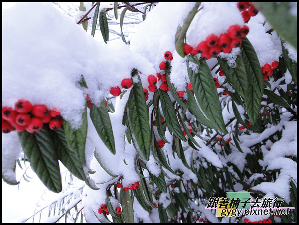 991125_溫哥華第二場積雪0069.jpg