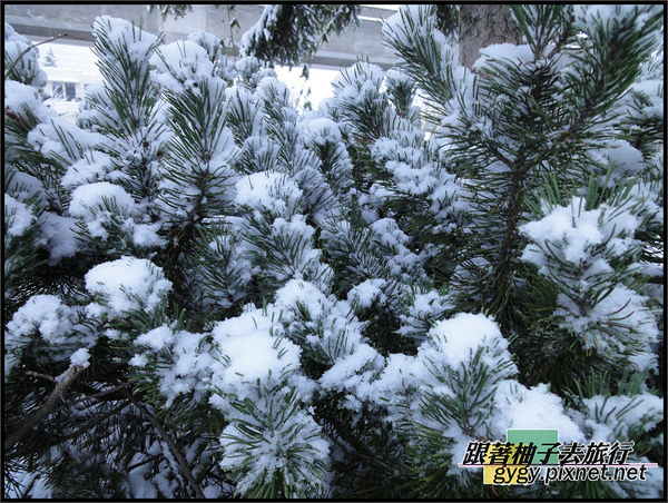 991125_溫哥華第二場積雪0090.jpg