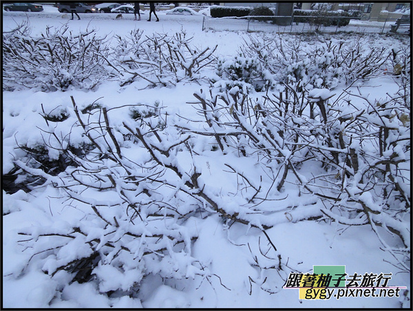 991125_溫哥華第二場積雪0091.jpg