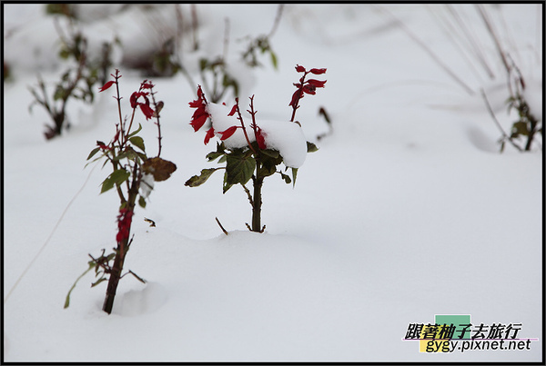 991120_溫哥華積雪0035.jpg